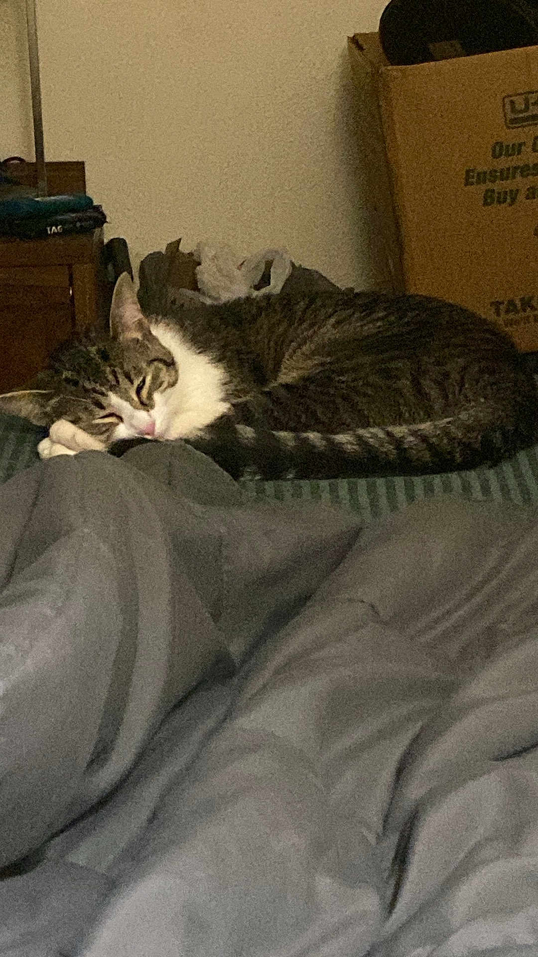 Penny is registered to the contest to win money with this photo: bed, blanket, cardboard_box, cat, comforter, cozy, domestic, furniture, indoor, low_light, nightstand, paw, pet, resting, sleeping, stripes, tabby_cat, tail, wall, whiskers