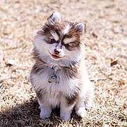 Dimitri is registered to the contest to win money with this photo: puppy, dog, fluffy, sitting, outdoor, grass, sunlight, cute, pet, young, animal, adorable, fur, collar, tag, brown, white, small, portrait, friendly