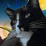 cat, black_and_white, close_up, night_sky, stars, moon, magic_lamp, fantasy, whiskers, animal, pet, mystical, glowing, dark_background, orange, golden, portrait, feline, imaginative