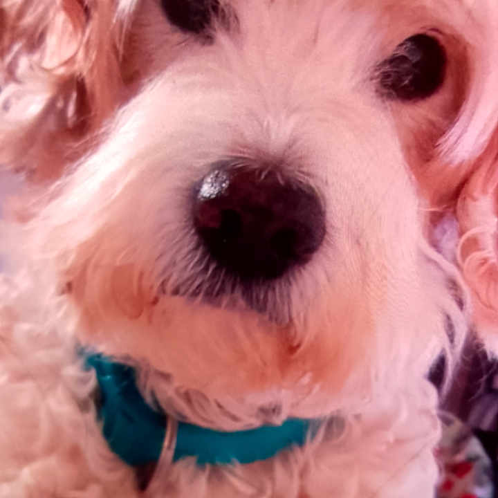 Milou participe au concours pour gagner de l'argent avec cette photo : animal, app_icons, background, canine, closeup, collar, cute, dog, domestic_animal, face, fluffy, fur, indoor, nose, pet, phone_screen, portrait, teal_collar, whiskers, white