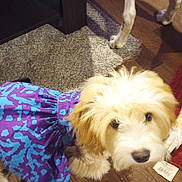 Zoey joined the competition — help win amazing prizes! animal, blue_pattern, brown, canine, carpet, close_up, curious, dog, domestic, flooring, fluffy, furniture, household, indoor, legs, looking_up, pet, purple_dress, white, wooden_floor