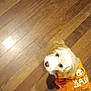 animal, brown, costume, cute, decorative_clothing, dog, floor, fluffy, fur, halloween, home, indoor, light, looking_up, orange, pet, shadow, small_dog, white, wooden_floor