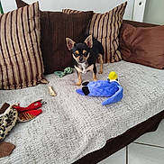 Vinie a rejoint le concours — aidez-le/la à gagner de superbes lots ! dog, chihuahua, sofa, cushion, plush_toy, throw_blanket, indoor, pet, small_dog, brown, striped, fabric, floor_tile, home, animal, cute, alert, furniture, toy, living_room