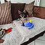 dog, chihuahua, sofa, cushion, plush_toy, throw_blanket, indoor, pet, small_dog, brown, striped, fabric, floor_tile, home, animal, cute, alert, furniture, toy, living_room