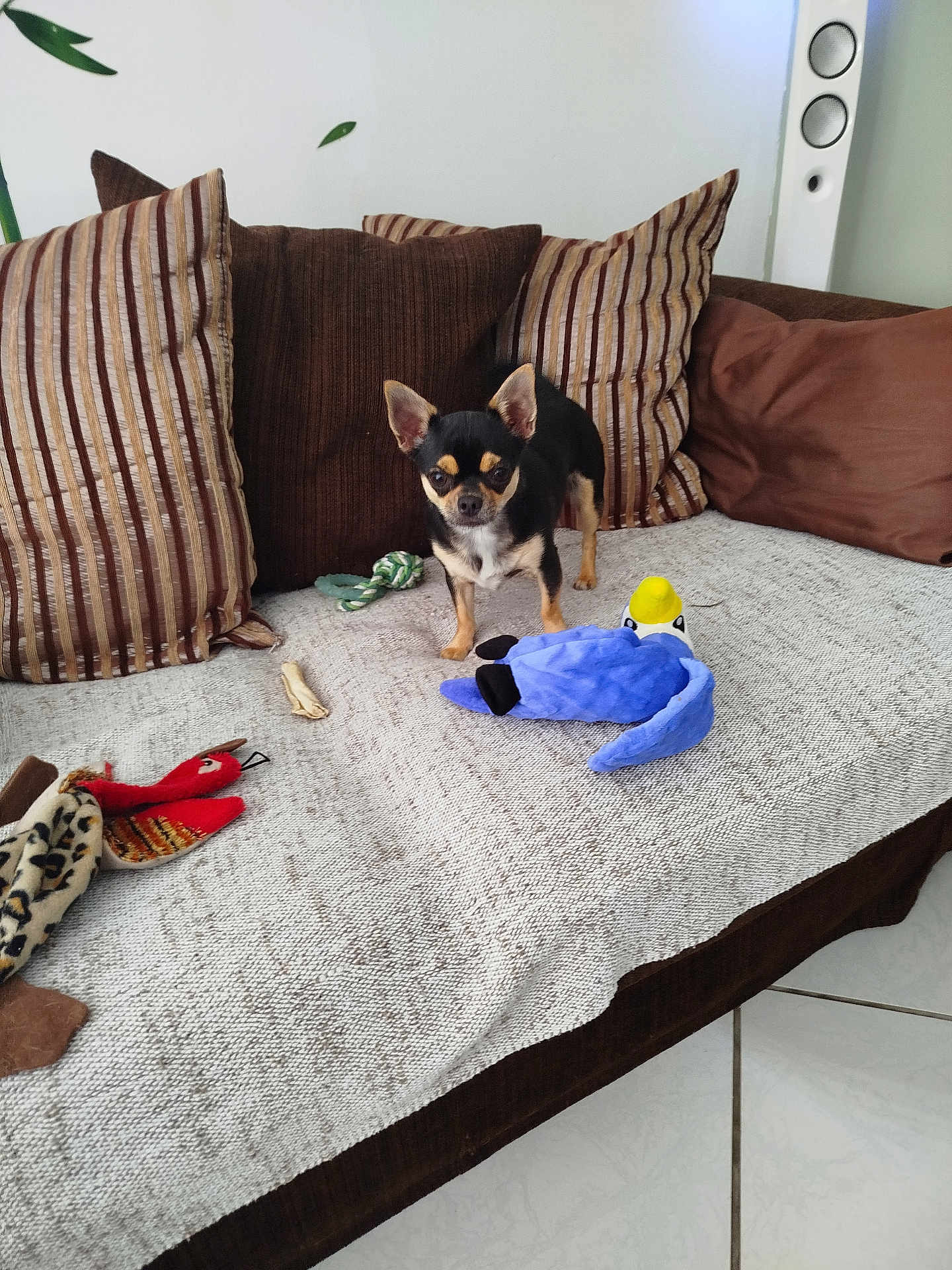 Vinie a rejoint le concours — aidez-le/la à gagner de superbes lots ! dog, chihuahua, sofa, cushion, plush_toy, throw_blanket, indoor, pet, small_dog, brown, striped, fabric, floor_tile, home, animal, cute, alert, furniture, toy, living_room