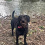 dog, black_dog, muddy, riverbank, stream, rocks, water, outdoor, nature, pet, animal, wet, curious, collar, leaf, ground, playful, canine, fur, daylight