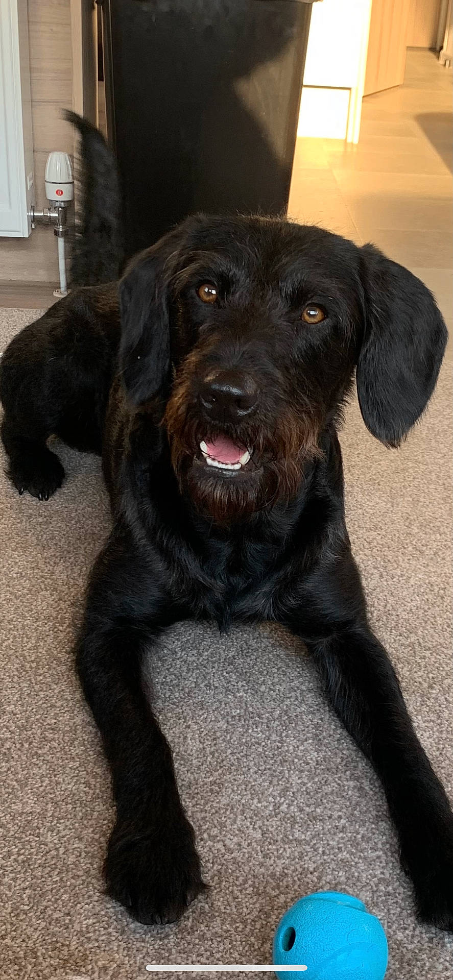 animal, black_dog, blue_ball, carpet, cozy, dog, ears, floor, friendly, indoor, looking_at_camera, lying_down, mammal, mouth, nose, pet, smiling, sunlight, tail, toy