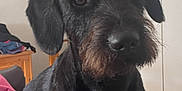 Rolo is registered to the contest to win money with this photo: dog, black_dog, indoor, bed, furniture, wardrobe, chair, clothing, pet, canine, animal, mammal, fur, beard, looking, curious, seated, domestic, home, close_up