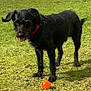 dog, black_dog, grass, outdoor, pet, animal, collar, ball, playful, standing, canine, nature, sunlight, tongue_out, alert, mammal, field, toy, active, daytime