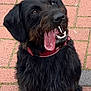 animal, black_dog, brick, canine, collar, companion, cute, dog, face, friendly, fur, happy, looking_up, outdoor, pavement, pet, playful, scruffy, sitting, tongue_out