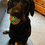 animal, black_dog, canine, carpet, couch, dog, dresser, floor, fur, furniture, home, indoor, looking, mammal, obedient, pet, playful, rubber_band_ball, sitting, toy