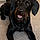 Rolo