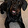 Rolo