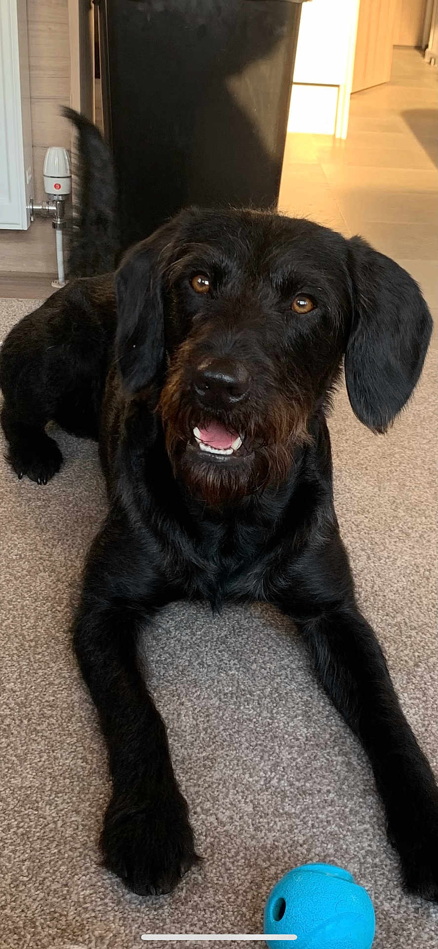 Rolo