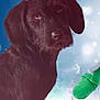 animal, background_blur, black_dog, canine, closeup, cute, ears, eyes, fur, glove, green_glove, indoor, looking, pet, portrait, puppy, snout, soft_light, sparkles, winter_theme
