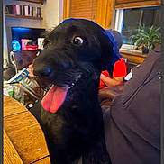 Polo is registered to the contest to win money with this photo: dog, black_dog, tongue_out, wide_eyes, bandana, indoor, person, wooden_table, bookshelf, plant, window, living_room, furniture, casual_clothing, sitting, pet, cute, funny_expression, animal, cozy