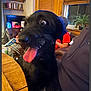 dog, black_dog, tongue_out, wide_eyes, bandana, indoor, person, wooden_table, bookshelf, plant, window, living_room, furniture, casual_clothing, sitting, pet, cute, funny_expression, animal, cozy