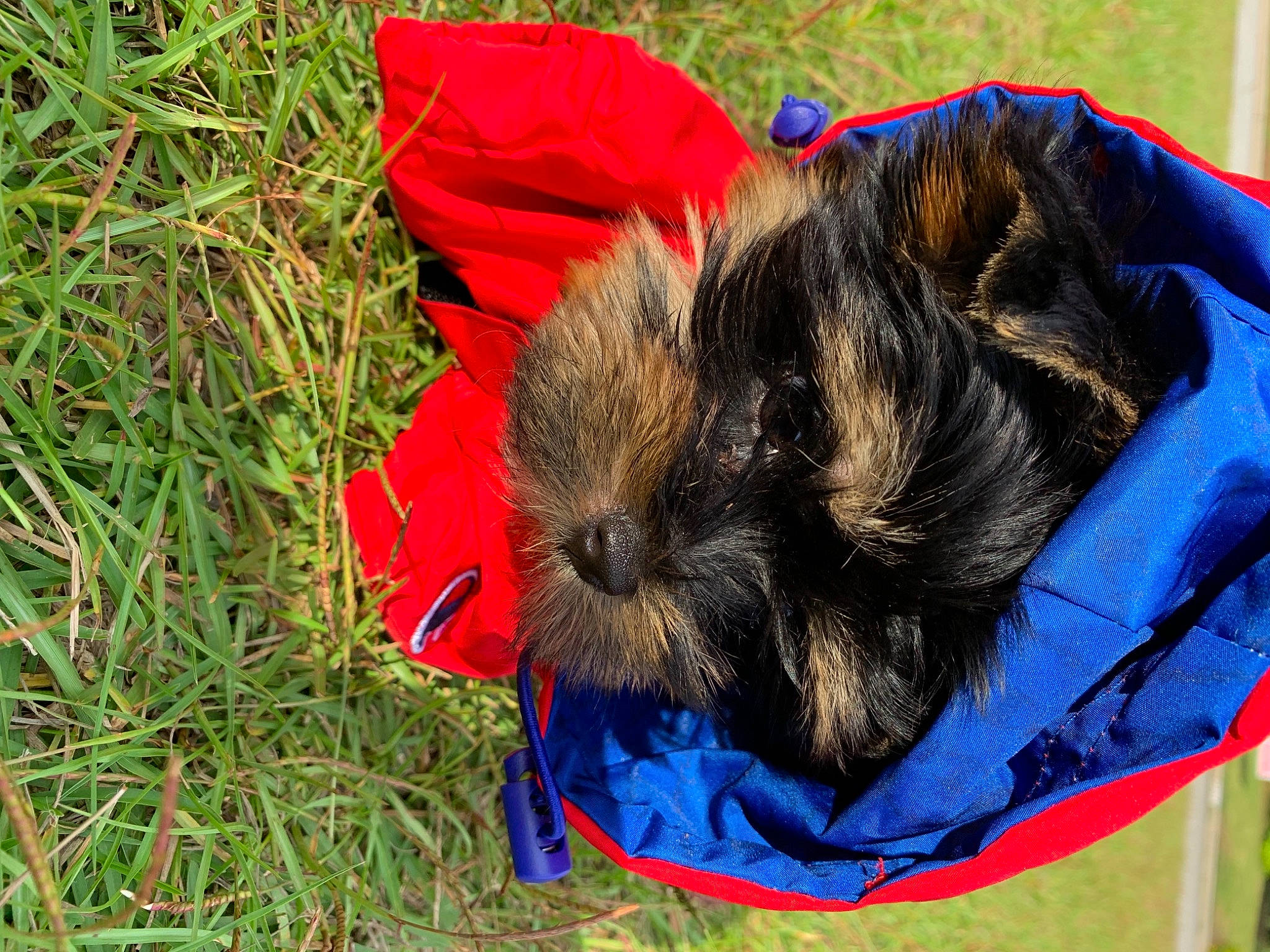 Pebbles joined the competition — help win amazing prizes! canidae, carnivore, companion_dog, coquelicot, dog, dog_breed, dog_supply, electric_blue, fur, grass, groundcover, nap, puppy, small_terrier, snout, soil, sporting_group, tail, terrier, toy_dog