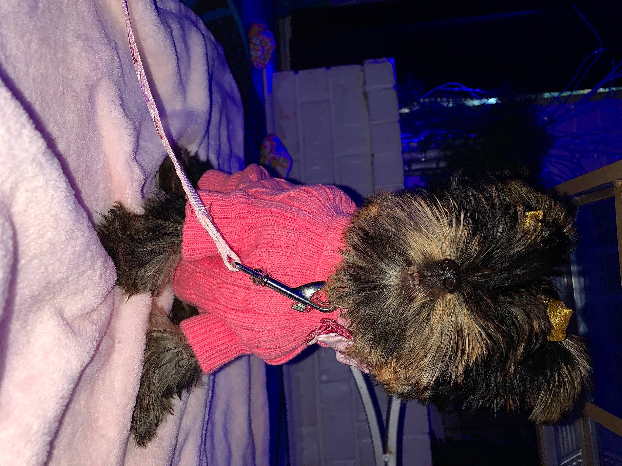 Pebbles is registered to the contest to win money with this photo: back, electric_blue, event, fashion_accessory, fashion_design, feather, flesh, fun, fur, hair_coloring, magenta, purple, street_fashion, tints_and_shades, wrist