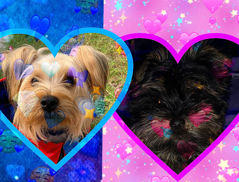 Bambam is registered to the contest to win money with this photo: art, carnivore, companion_dog, dog, dog_breed, dog_supply, electric_blue, fashion_accessory, fawn, grass, liver, magenta, pattern, pink, plant, purple, snout, toy_dog, violet, working_animal