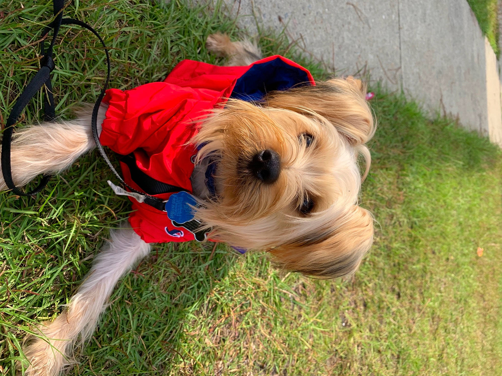 Bambam is registered to the contest to win money with this photo: carnivore, collar, companion_dog, dog, dog_breed, dog_clothes, dog_collar, dog_supply, fawn, fur, grass, leash, pet_supply, plant, small_terrier, snout, sporting_group, terrier, toy_dog, working_animal