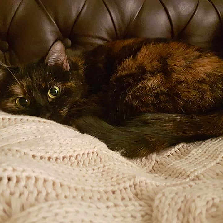 Chipie a rejoint le concours — aidez-le/la à gagner de superbes lots ! asian, bed, black_cat, carnivore, cat, claw, domestic_long_haired_cat, domestic_short_haired_cat, ear, european_shorthair, eye, felidae, fur, german_rex, kitten, small_to_medium_sized_cats, tabby_cat, tail, whiskers