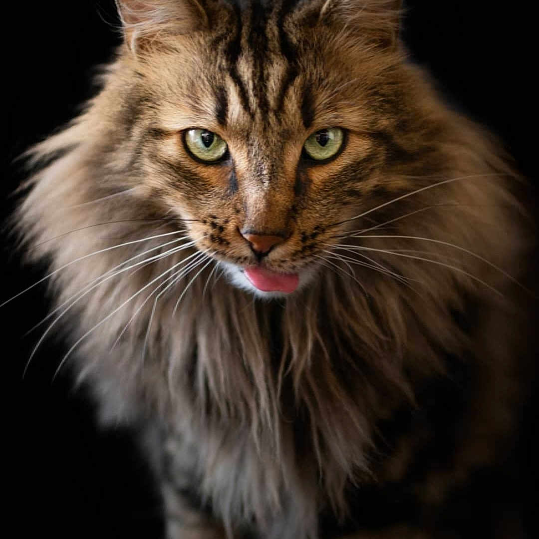 Kovu
