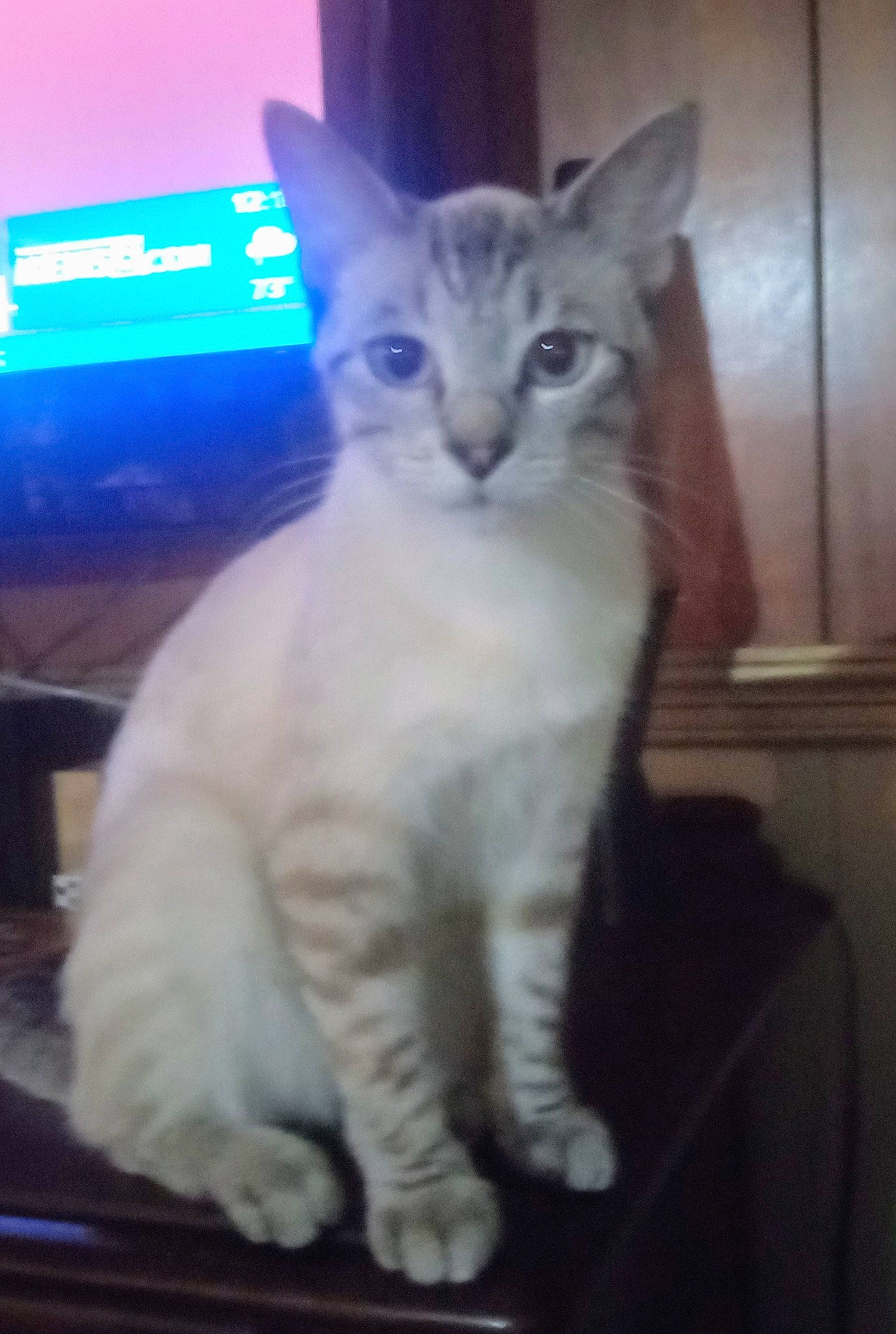 Yetti joined the competition — help win amazing prizes! carnivore, cat, display_device, domestic_short_haired_cat, electric_blue, felidae, fur, paw, sky, small_to_medium_sized_cats, snout, tail, terrestrial_animal, whiskers