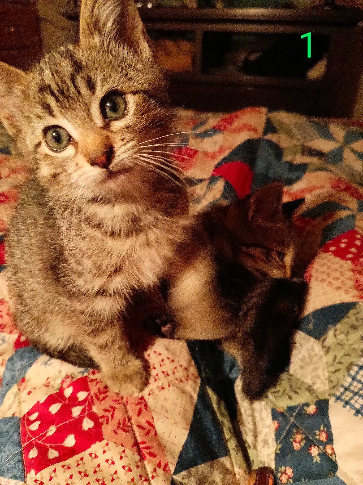 Cassidy is registered to the contest to win money with this photo: box, carnivore, cat, claw, comfort, computer_keyboard, domestic_short_haired_cat, event, felidae, fur, holiday, linens, pattern, paw, small_to_medium_sized_cats, tail, tree, whiskers