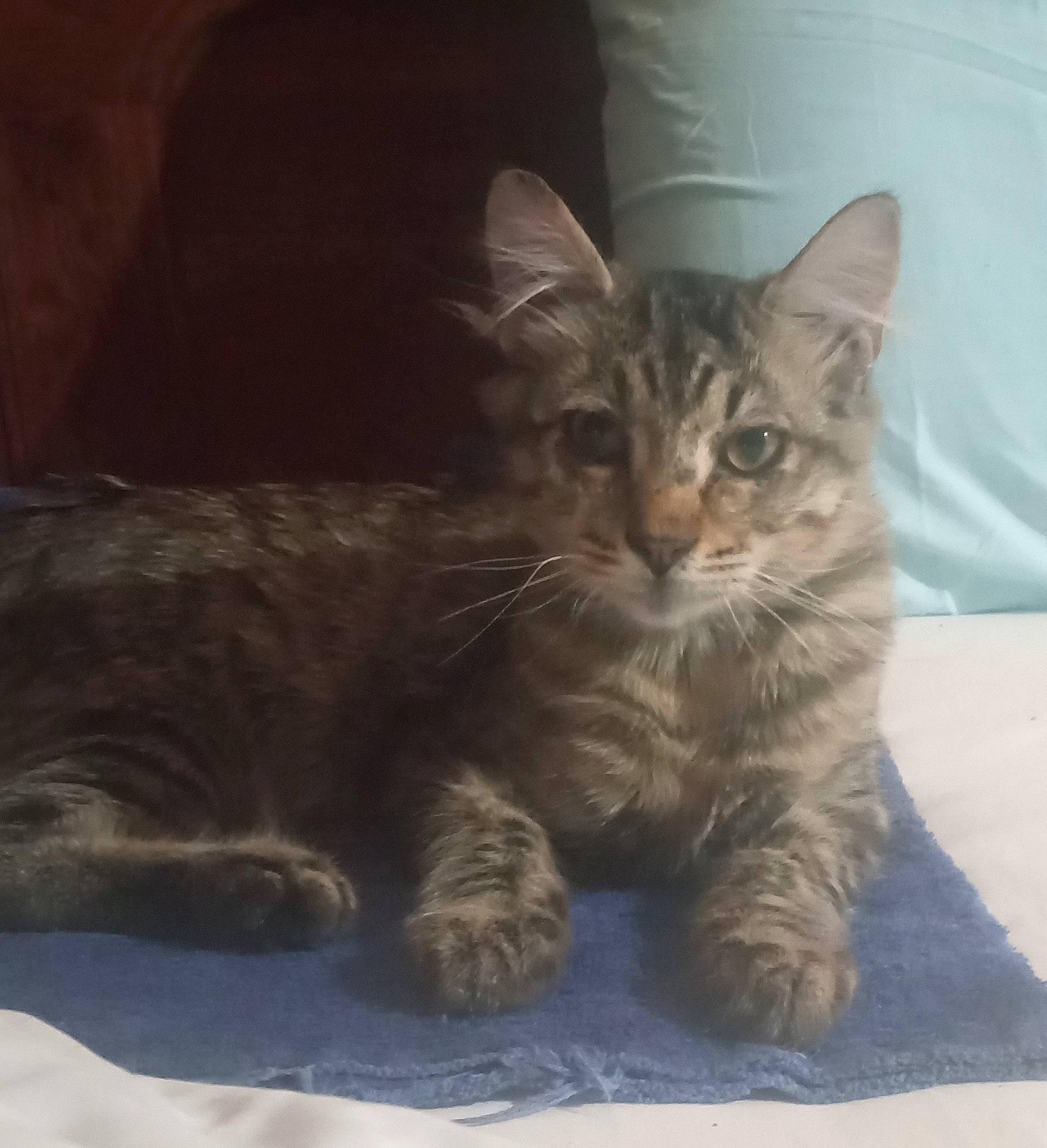 Monkey joined the competition — help win amazing prizes! carnivore, cat, claw, comfort, domestic_short_haired_cat, felidae, fur, paw, small_to_medium_sized_cats, tail, terrestrial_animal, whiskers