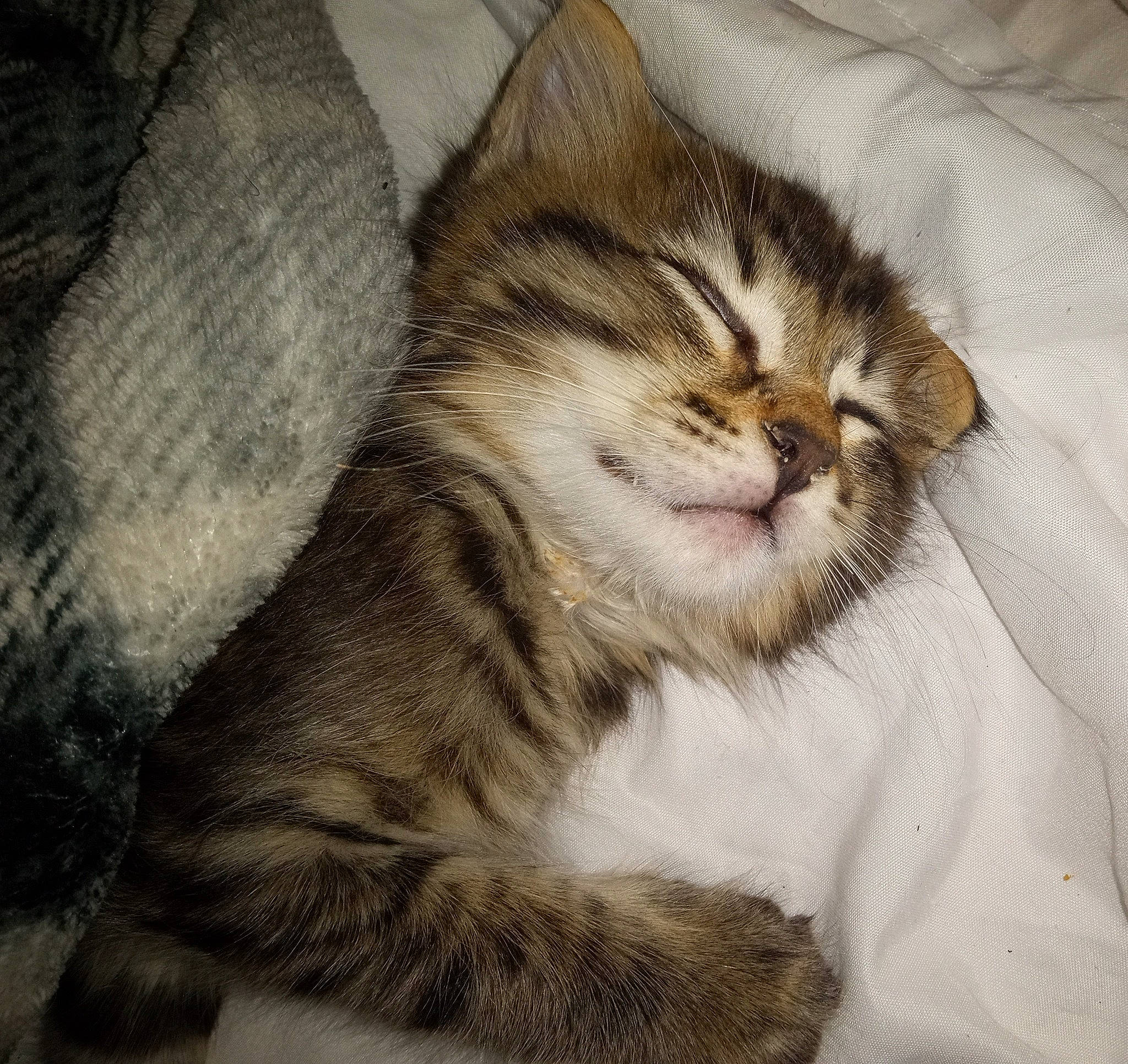 Monkey joined the competition — help win amazing prizes! carnivore, cat, claw, comfort, domestic_short_haired_cat, fawn, felidae, fur, nap, paw, sleep, small_to_medium_sized_cats, snout, tail, terrestrial_animal, whiskers, wildlife, wood