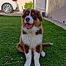 dog, puppy, grass, outdoor, pet, happy, sitting, fence, car, sunny, yard, animal, cute, fluffy, tongue_out, brown, white, garden, daytime, playful