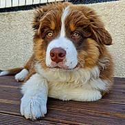 Brownie a rejoint le concours — aidez-le/la à gagner de superbes lots ! puppy, dog, brown, white, fur, wooden_deck, laying_down, pet, animal, cute, young_dog, closeup, outdoor, face, nose, paw, ears, relaxed, background, texture