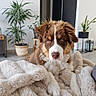 dog, puppy, blanket, furniture, plant, indoor, living_room, brown, white, fur, cute, pet, cozy, relaxed, modern, decor, floor, home, canine, animal