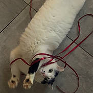 Kera a rejoint le concours — aidez-le/la à gagner de superbes lots ! cat, white_cat, black_spots, ribbon, red_ribbon, playful, curious, paws, floor, tile_floor, pet, animal, feline, indoor, cute, fluffy, lying_down, looking_up, entangled, closeup