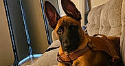 Enzo joined the competition — help win amazing prizes! animal, brown_dog, canine, comfort, couch, dog, ears, floor, furniture, harness, home, indoor, lying_down, pet, portrait, puppy, relaxed, room_divider, thermostat, young_dog