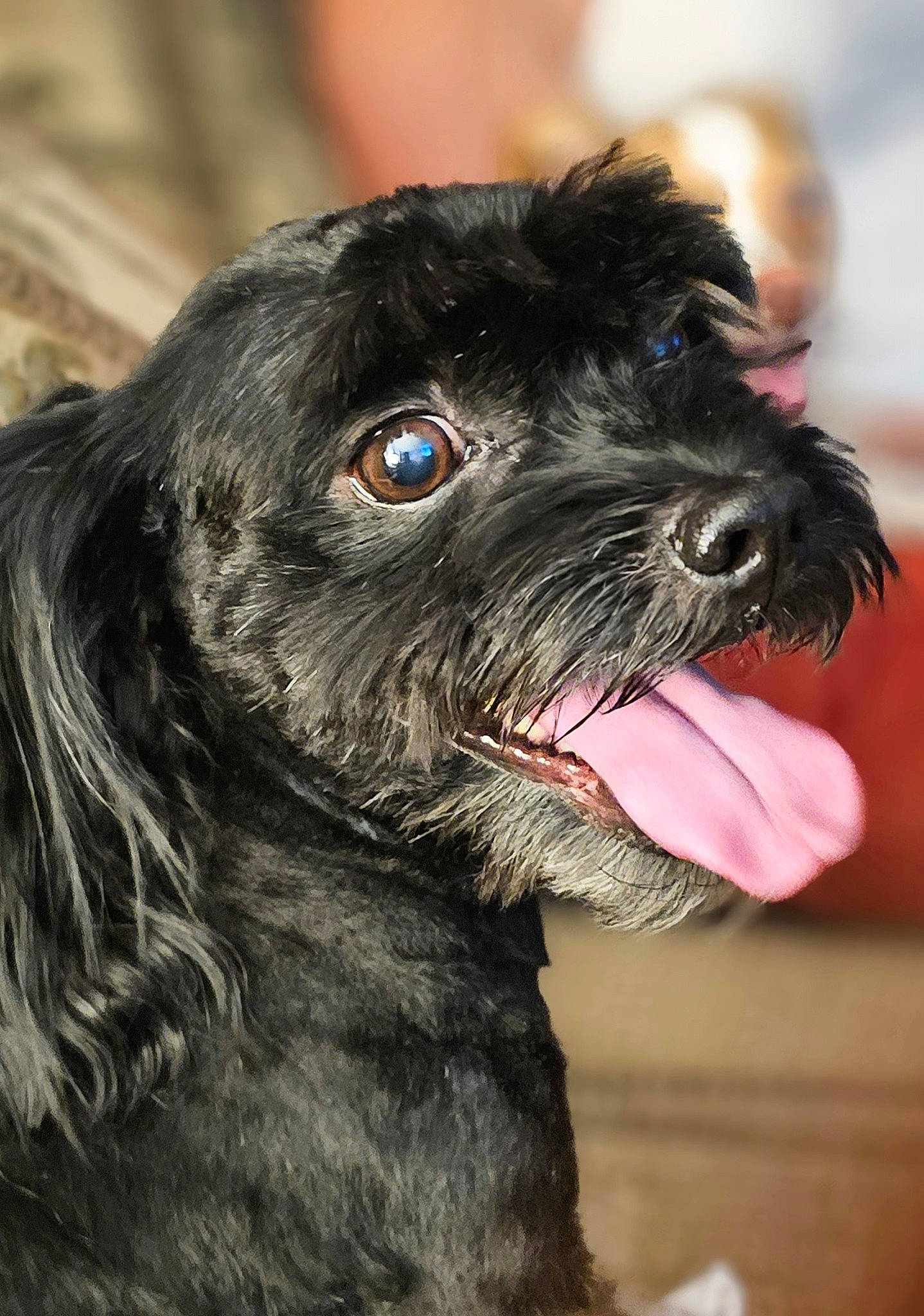 Stealth Michael Ramos joined the competition — help win amazing prizes! canidae, carnivore, close_up, collar, companion_dog, dog, dog_breed, dog_collar, ear, eye, fur, liver, non_sporting_group, small_terrier, snout, sporting_group, terrestrial_animal, terrier, water_dog, working_animal