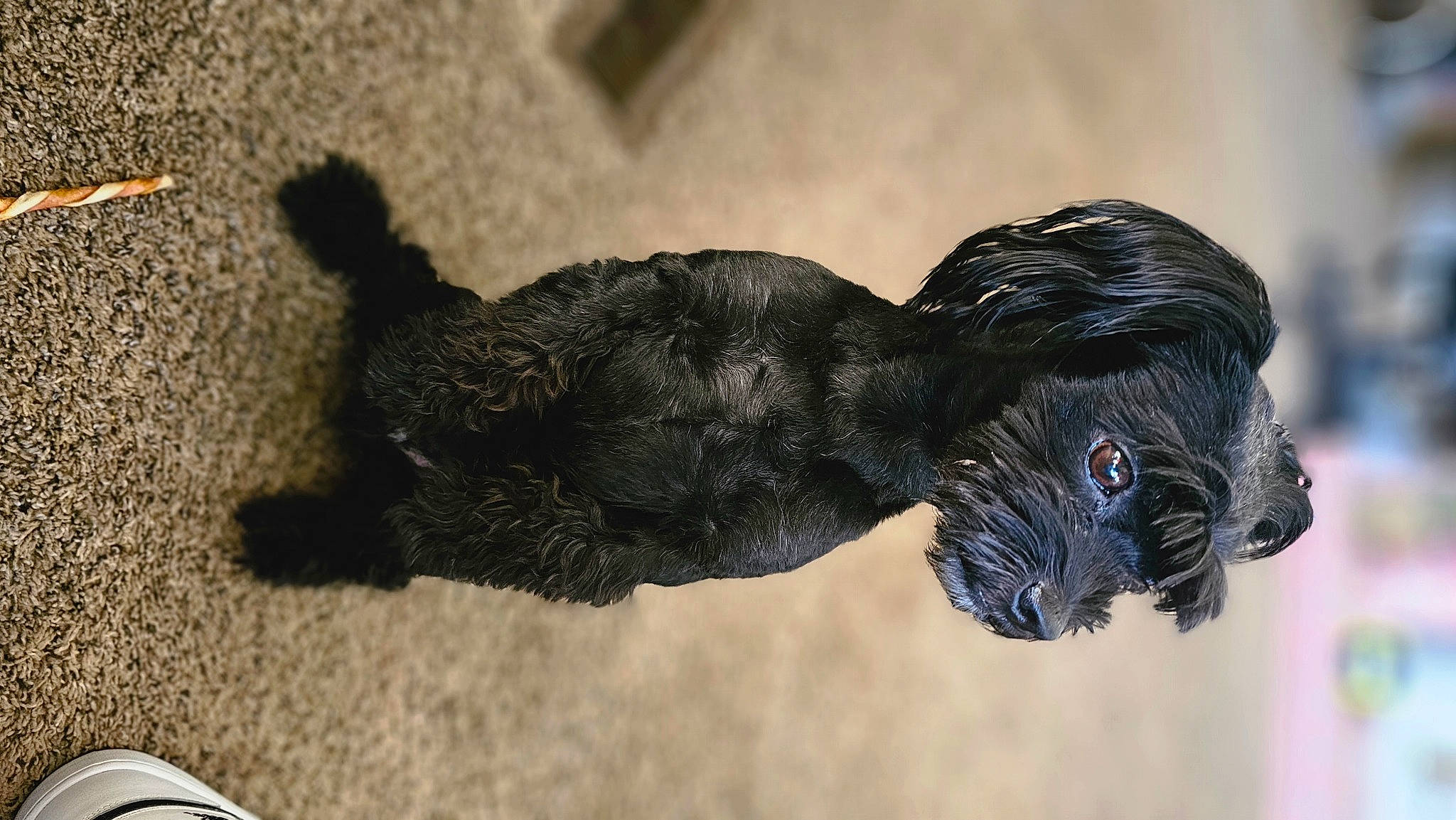 Stealth Michael Ramos joined the competition — help win amazing prizes! beak, bird, claw, dog_breed, falconiformes, fur, primate, shadow, snout, sporting_group, tail, terrestrial_animal, wildlife, wing