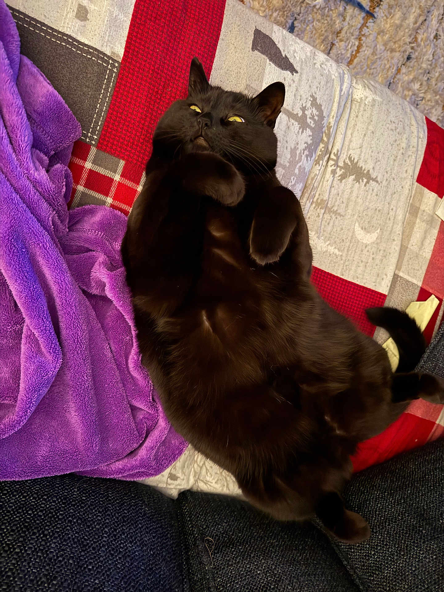 Sombra is registered to the contest to win money with this photo: black_cat, cat, pet, animal, feline, lying_down, blanket, purple_blanket, patchwork_blanket, indoor, cozy, fur, whiskers, ears, tail, yellow_eyes, relaxed, cute, paws, home