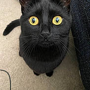 Sombra joined the competition — help win amazing prizes! black_cat, cat, pet, animal, yellow_eyes, close_up, indoor, curious, fur, whiskers, carpet, looking_up, domestic_cat, feline, cute, sitting, ears, nose, tail