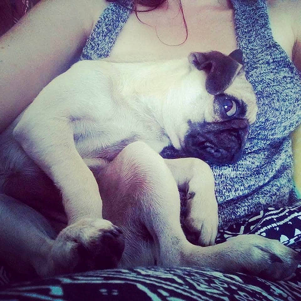 Montana participe au concours pour gagner de l'argent avec cette photo : canidae, carnivore, comfort, companion_dog, dog, dog_breed, fawn, flesh, foot, non_sporting_group, pug, skin, snout, terrestrial_animal, toy_dog, working_animal, working_dog