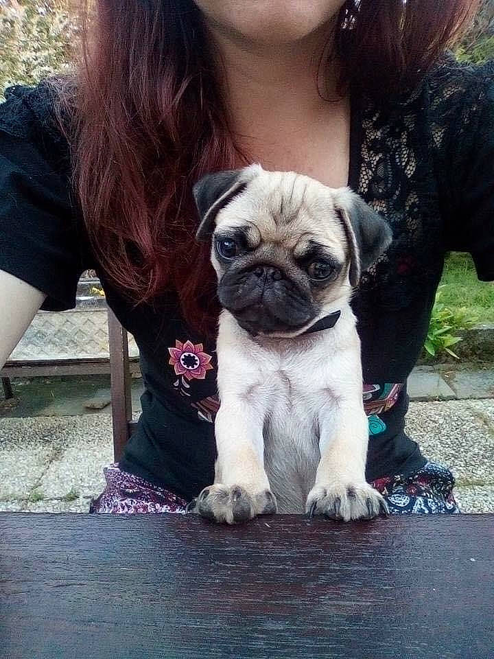 Montana participe au concours pour gagner de l'argent avec cette photo : body_jewelry, carnivore, collar, companion_dog, dog, dog_breed, fawn, jewellery, love, mammal, non_sporting_group, pet_supply, pug, puppy, skin, snout, toy_dog, vertebrate, working_animal, wrinkle