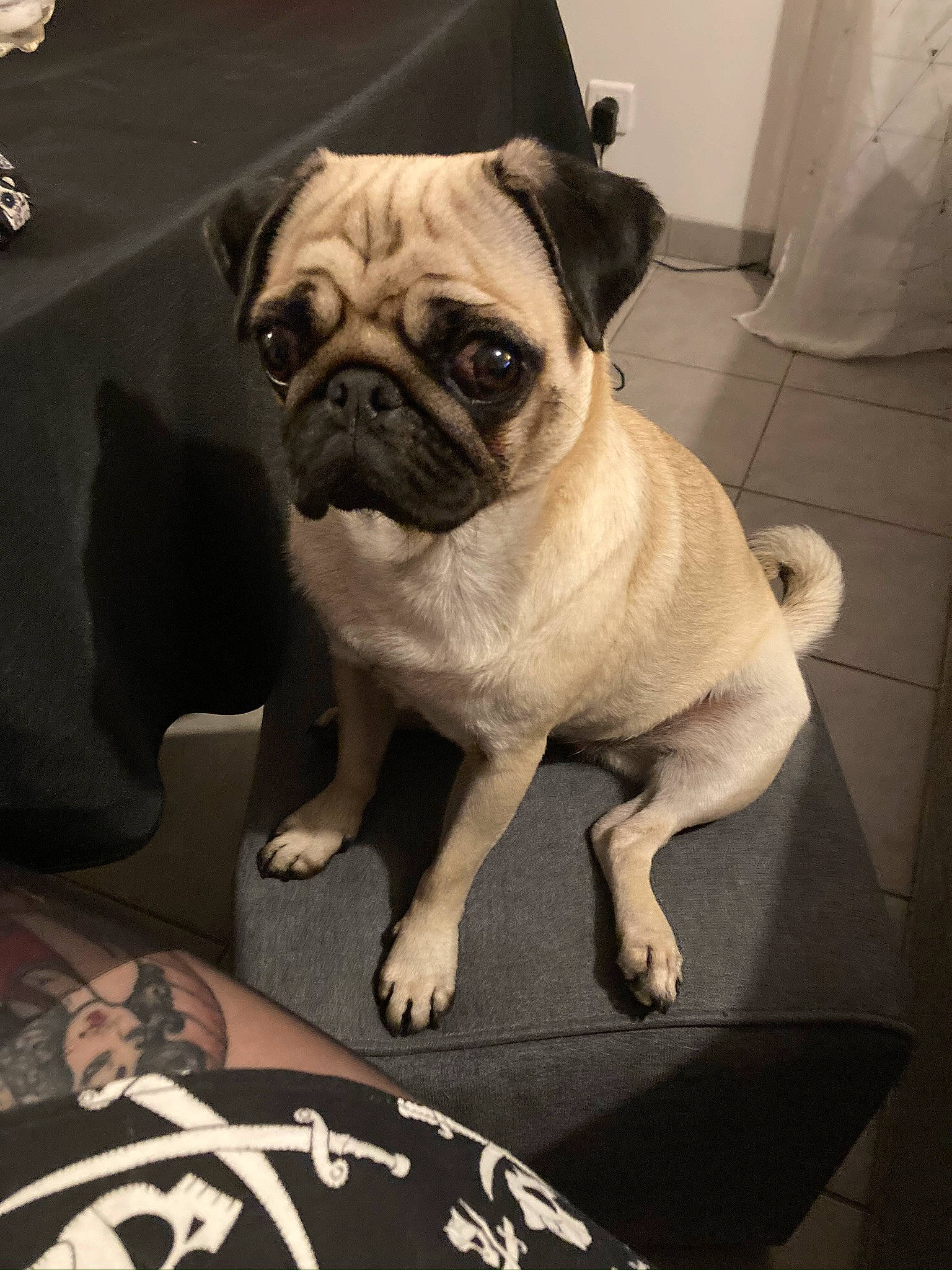 Montana participe au concours pour gagner de l'argent avec cette photo : canidae, carnivore, companion_dog, dog, dog_breed, fawn, floor, flooring, fur, human_body, non_sporting_group, pug, puppy, snout, sporting_group, terrestrial_animal, toy_dog, whiskers, working_animal, wrinkle