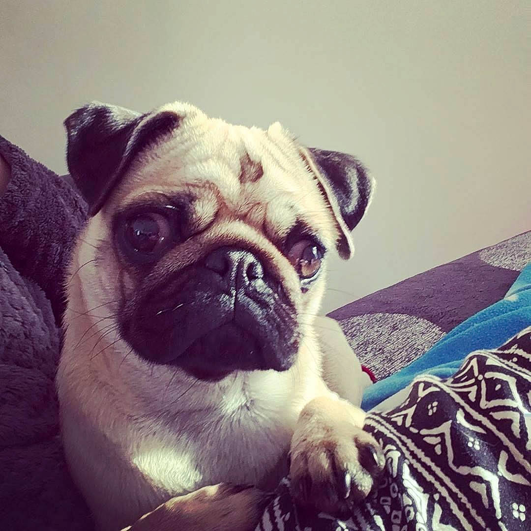 Montana a rejoint le concours — aidez-le/la à gagner de superbes lots ! canidae, carnivore, companion_dog, dog, dog_breed, fawn, linens, mammal, non_sporting_group, pug, puppy, snout, toy_dog, whiskers, working_animal, wrinkle