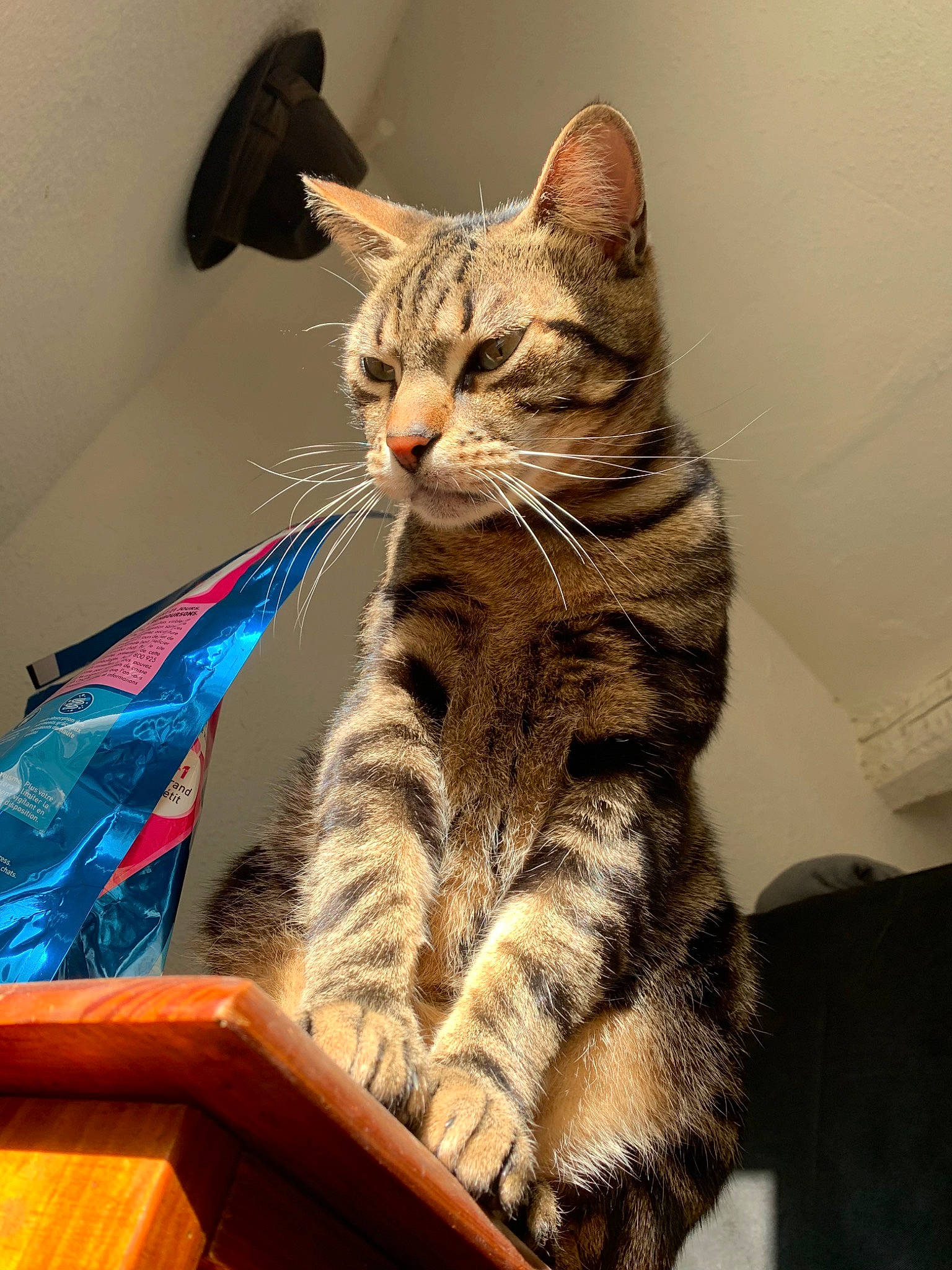 Léon participe au concours pour gagner de l'argent avec cette photo : carnivore, cat, comfort, domestic_short_haired_cat, felidae, fur, paw, sitting, small_to_medium_sized_cats, snout, tail, terrestrial_animal, whiskers