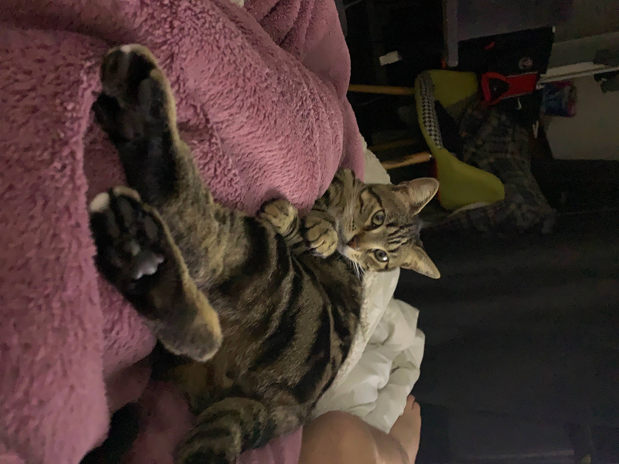 Léon participe au concours pour gagner de l'argent avec cette photo : bed, carnivore, cat, comfort, domestic_short_haired_cat, felidae, flesh, fur, gesture, grey, human_leg, linens, military_camouflage, nail, paw, room, small_to_medium_sized_cats, textile, thigh, whiskers