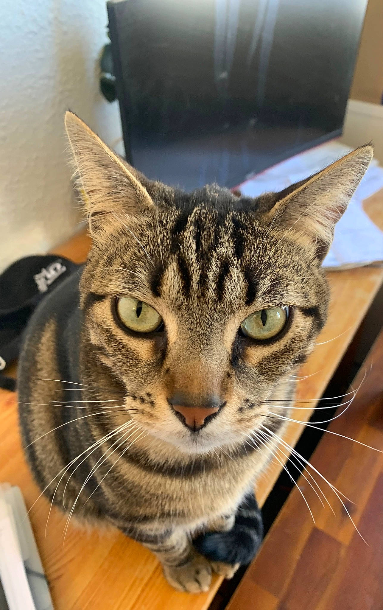 Léon participe au concours pour gagner de l'argent avec cette photo : carnivore, cat, domestic_short_haired_cat, felidae, fur, metal, small_to_medium_sized_cats, snout, whiskers, wildlife, window