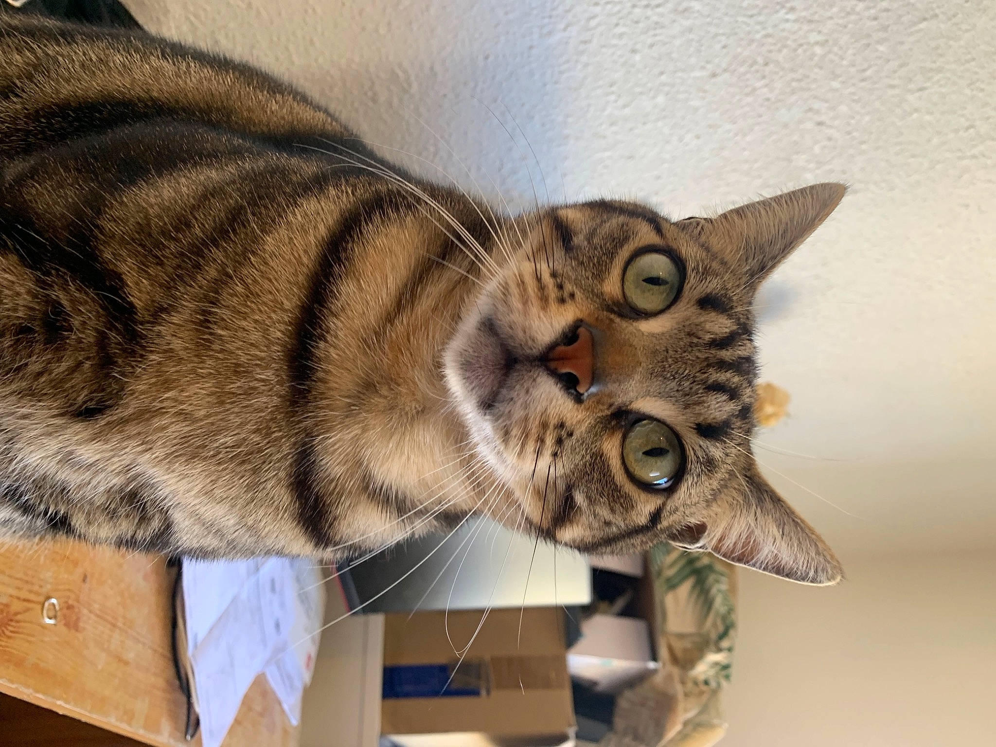 Léon a rejoint le concours — aidez-le/la à gagner de superbes lots ! carnivore, cat, comfort, domestic_short_haired_cat, felidae, fur, paw, small_to_medium_sized_cats, snout, tail, terrestrial_animal, whiskers, wildlife