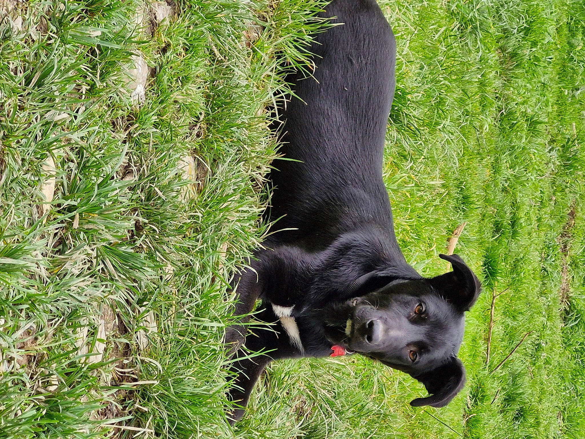 Moka a rejoint le concours — aidez-le/la à gagner de superbes lots ! bovine, canidae, carnivore, companion_dog, dog, dog_breed, fur, grass, groundcover, herbaceous_plant, pasture, paw, plant, sporting_group, tail, terrestrial_animal, tree, whiskers, working_animal