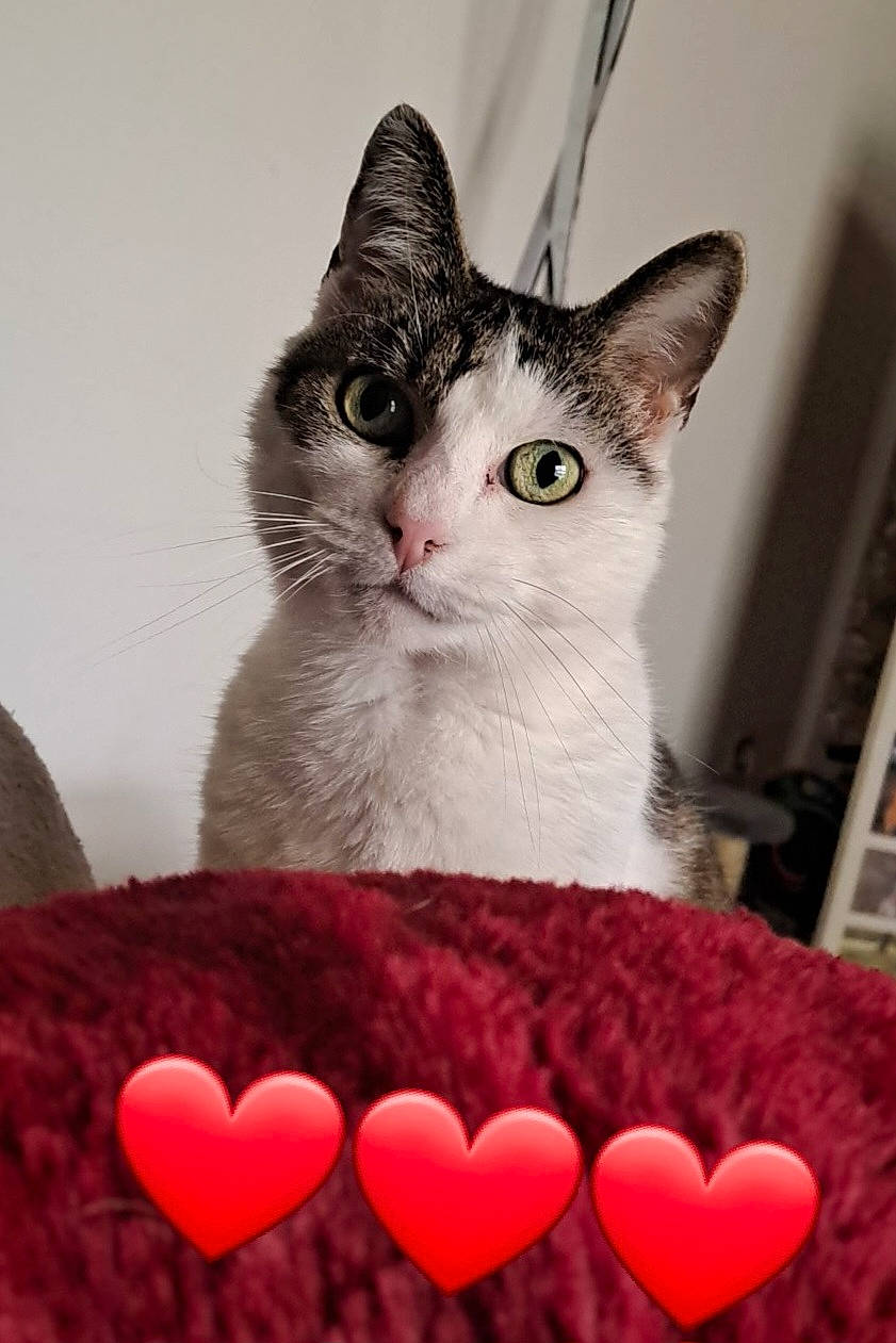 Sangha a rejoint le concours — aidez-le/la à gagner de superbes lots ! box, carmine, carnivore, cat, cat_supply, collar, comfort, domestic_short_haired_cat, felidae, font, fur, organ, pattern, paw, pet_supply, photo_caption, small_to_medium_sized_cats, snout, tail, whiskers